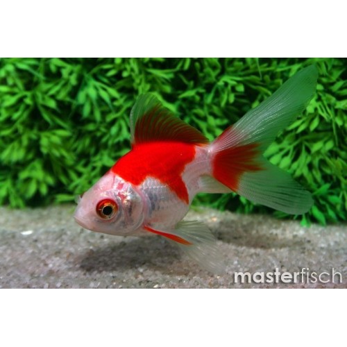 Japon Balığı Kırmızı Beyaz 1 Ad 6-9 Cm