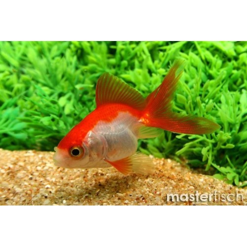 Japon Balığı Kırmızı Beyaz 10 Ad 6-9 Cm