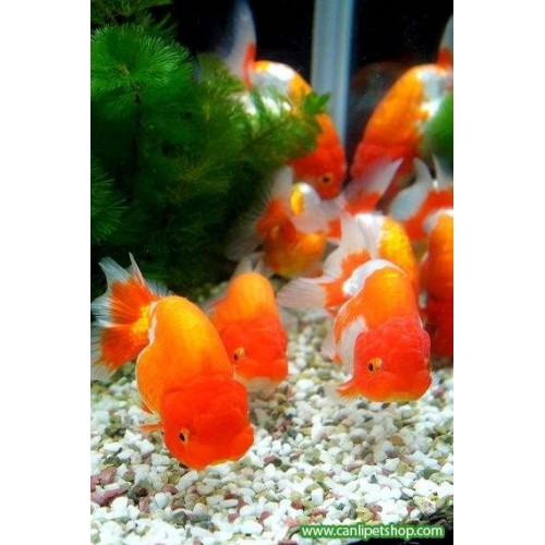 Japon baligi Ranchu Kırmızı-Beyaz 1 Adet 6 - 7 Cm