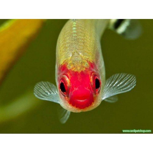 Tetra Kırmızı Burun 1 Ad (Sürü Balığı) 3-4 Cm