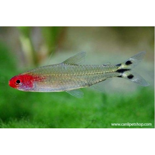 Tetra Kırmızı Burun 1 Ad (Sürü Balığı) 3-4 Cm