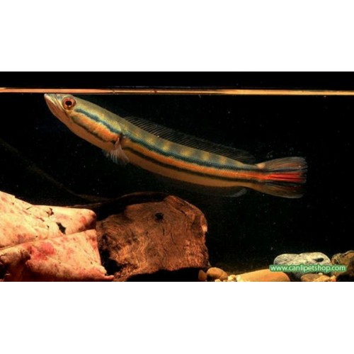 Yılanbaş Kırmızı 1 Ad 8-12 Cm