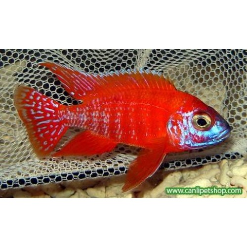 imparator Kırmızı (Red Rubin) Ciklet 1 Ad 10-12 Cm