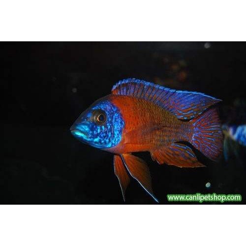 imparator Kırmızı (Red Rubin) Ciklet 1 Ad 5-6 CM İTHAL A+GRADE !!