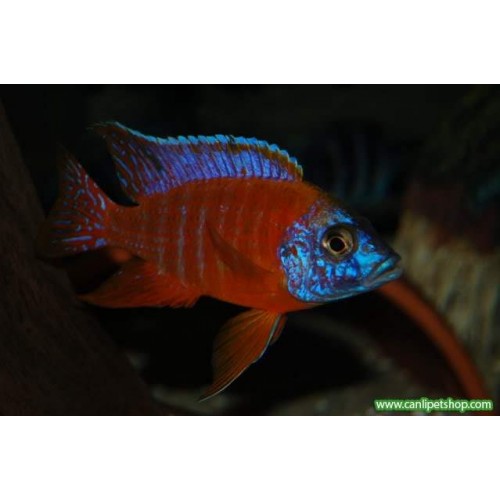 imparator Kırmızı (Red Rubin) Ciklet 1 Ad 10-12 Cm