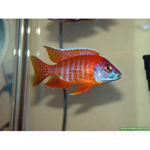 imparator Kırmızı (Red Rubin) Ciklet 10-12 Cm DİŞİ YAVRU GARANTİLİ