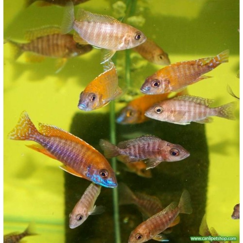 imparator Kırmızı (Red Rubin) Ciklet 4 Ad 1-2 Cm