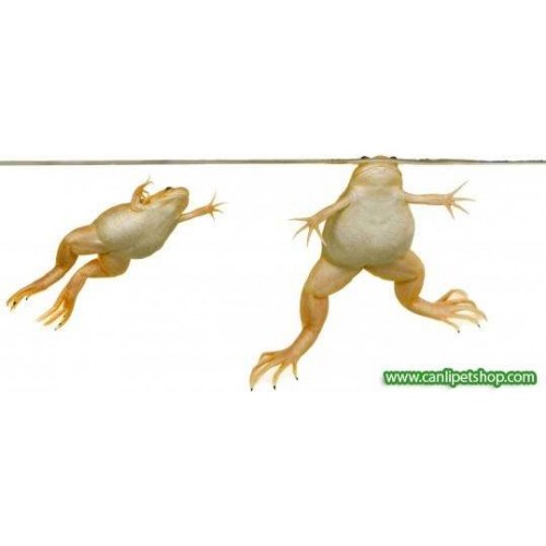 Kurbağa Kirmizi 1 Adet 2-4 Cm
