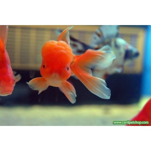 Japon Oranda kırmızı 1 Ad Yetişkin 5-7 Cm