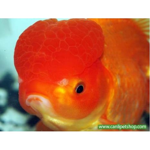 Japon Oranda kırmızı 1 Ad Yetişkin 5-7 Cm