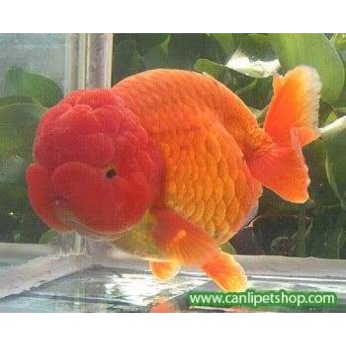 Japon baligi  Ranchu Kırmızı Aslanbaş 1 Ad 5-7 Cm