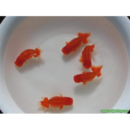 Japon baligi  Ranchu Kırmızı Aslanbaş 1 Ad 5-7 Cm