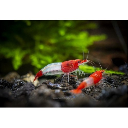 Rili Karides Kırmızı 1 Ad 1-1.2 Cm 