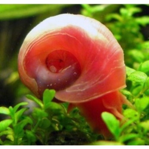 Ramshorn Salyangoz Kırmızı 3 ad