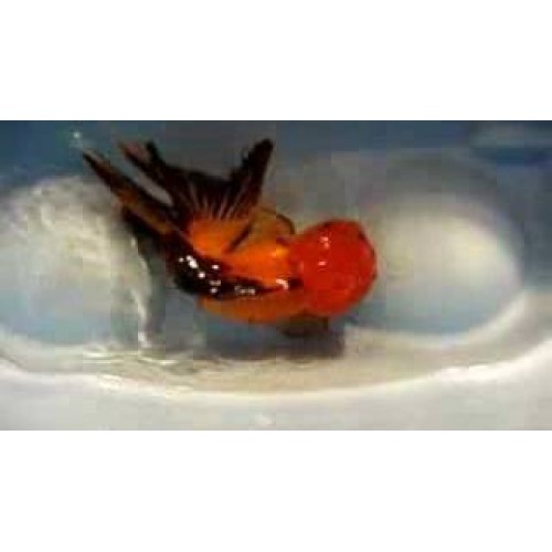 Japon Balığı Kırmızı-Siyah Oranda 1 Adet 7-9 Cm