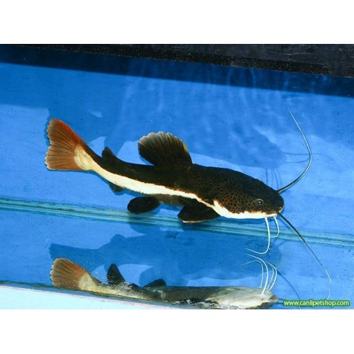 Kedi Balığı Kırmızı Kuyruk 1 Ad 7- 8 Cm Red Tail Cat Fish