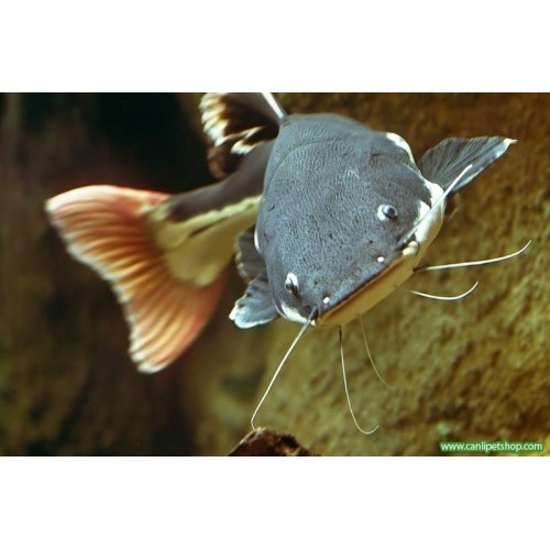 Kedi Balığı Kırmızı Kuyruk 1 Ad 7- 8 Cm Red Tail Cat Fish