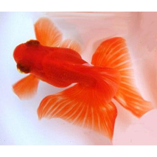 Japon  Balığı Kelebek Kuyruk 1 Ad 6-9 Cm Kampanya