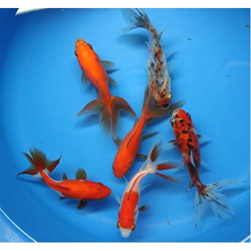 Japon  Balığı Kelebek Kuyruk 1 Ad 6-9 Cm Kampanya