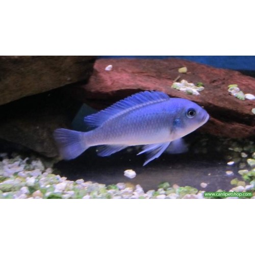 Kobalt Mavi Ciklet 1 Ad 12-15 cm
