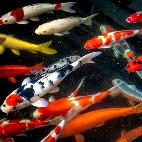 Koi Balığı (Küçük) 1 Ad 8-10 Cm 