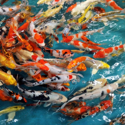 Koi Balığı 4 Ad 8-10 Cm 1 ERKEK 3 DİŞİ 