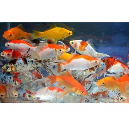 Koi Balığı  (Büyük) 1 Ad 18-20 Cm 