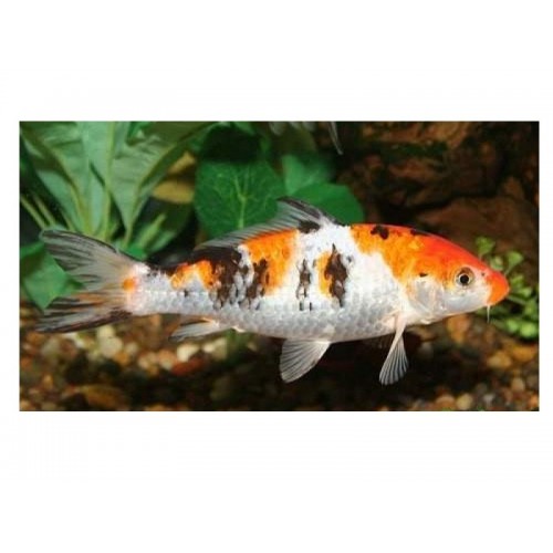 Koi Balığı (Küçük) 10 Ad 8-10 Cm 