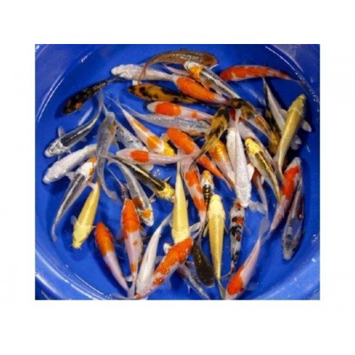 Koi Balığı  (Büyük) 1 Ad 18-20 Cm 