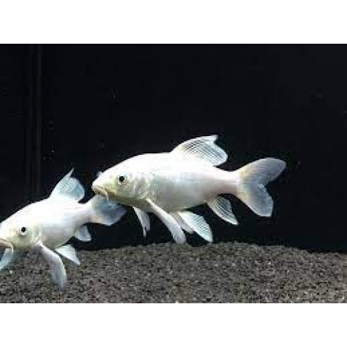 Koi Balığı Tül kuyruk 1 Ad 10-12 Cm Full Snow White A+Grade