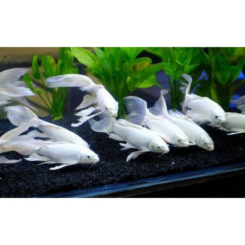 Sipariş Koi Balığı Tül kuyruk 1 Ad 5-7 Cm FULL Snow White 