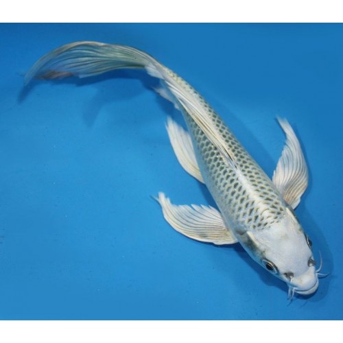 Koi Balığı Tül kuyruk 5 Ad 10-12 Cm Full  Snow White A+Grade 