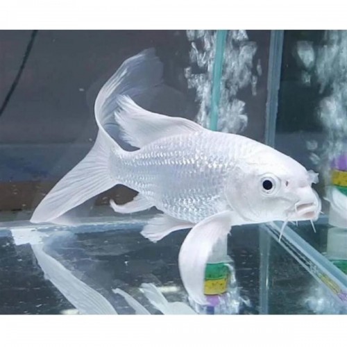 Koi Balığı Tül kuyruk 1 Ad 7-9 Cm 