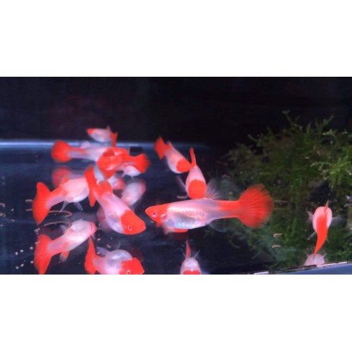 Lepistes  Koi 1 Ad DİŞİ 2-3 Cm
