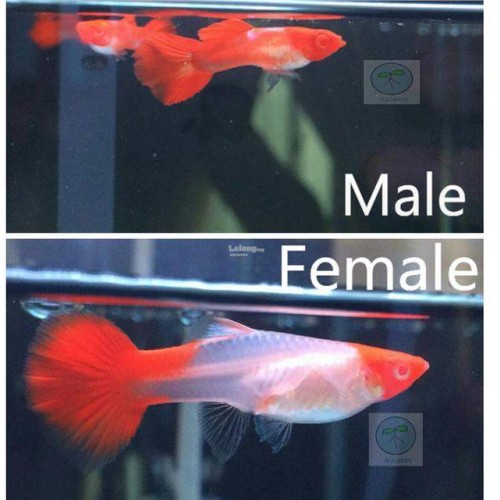 Lepistes  Koi 1 Ad Erkek 2-3 Cm