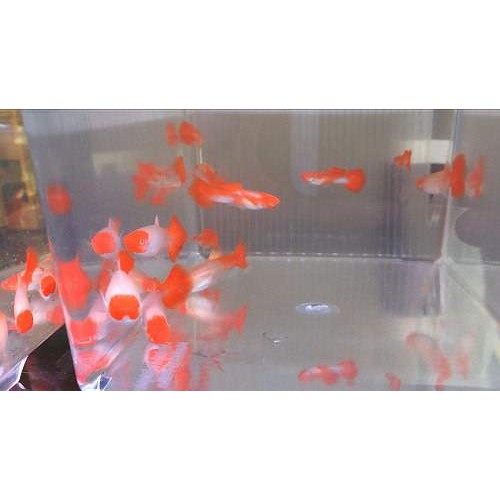 Lepistes Koi Albino 1 Ad DİŞİ 3-4 Cm