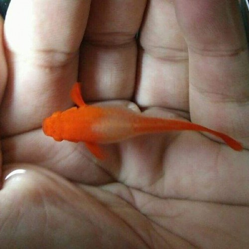 Lepistes  Koi 1 Ad DİŞİ 2-3 Cm