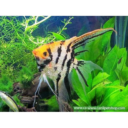 Melek Koi  1 ad 5-7 cm  