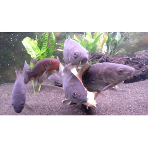 Cyprinus Carpio 1 Ad (15-20 Cm) Koi-Sazan