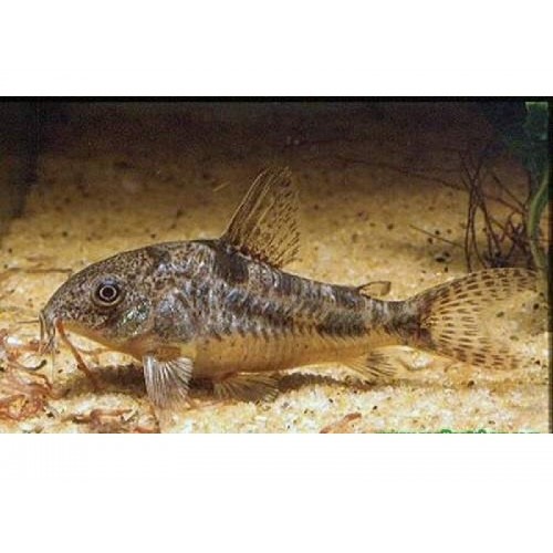Çöpçü Komando 3 Adet  ( 2-3 Cm 2 DİŞİ 1 ERKEK )