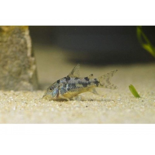 Çöpçü Komando 1 Adet  2-3 Cm