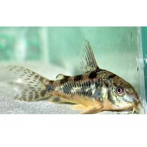 Çöpçü Komando 3 Adet  ( 2-3 Cm 2 DİŞİ 1 ERKEK )