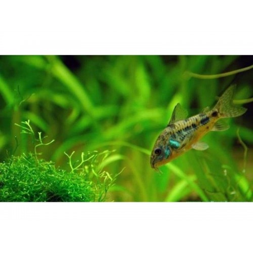 Çöpçü Komando 10 Adet  ( 2-3 Cm 7 Dişi 3 Erkek )