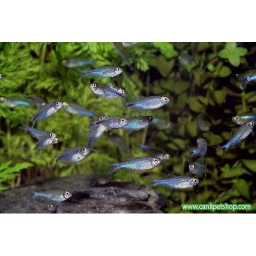 Tetra Mavi Kral 1 Ad 2-3 Cm