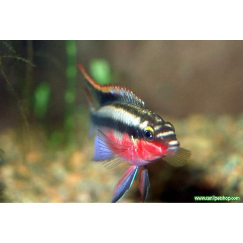 Cüce Ciklet Kribensis Ciklet 1 Ad 8-10 Cm Damızlık