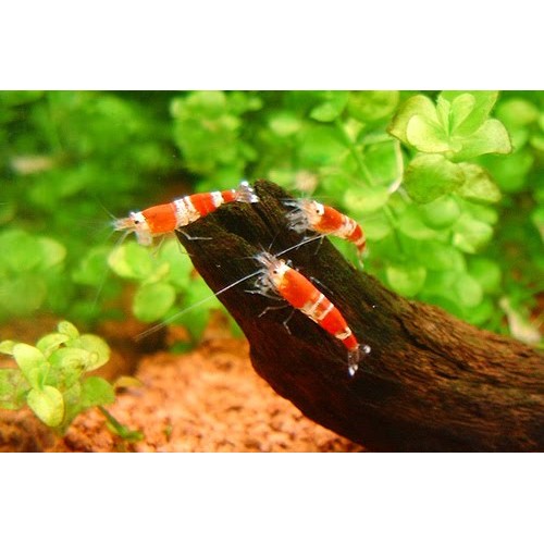 V-Kristal Karides Kırmızı 5 Ad A Grade 1,5-2 Cm Civarı