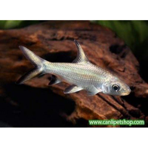 Sipariş Köpek Balığı Kristal (Silver Shark) 1 Ad 5-8 Cm