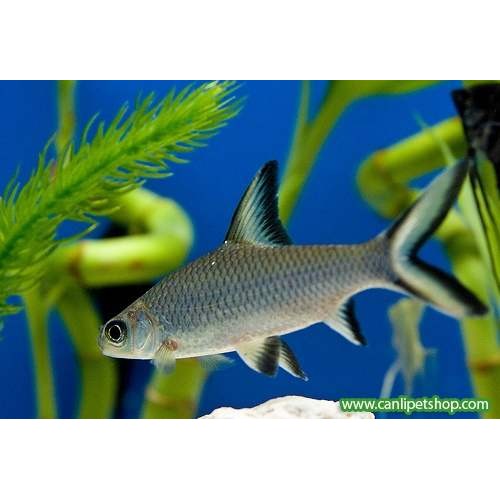 Sipariş Köpek Balığı Kristal (Silver Shark) 1 Ad 5-8 Cm