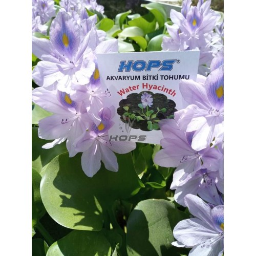 HOPS CANLI BİTKİ TOHUMU WATER HYACİNTH