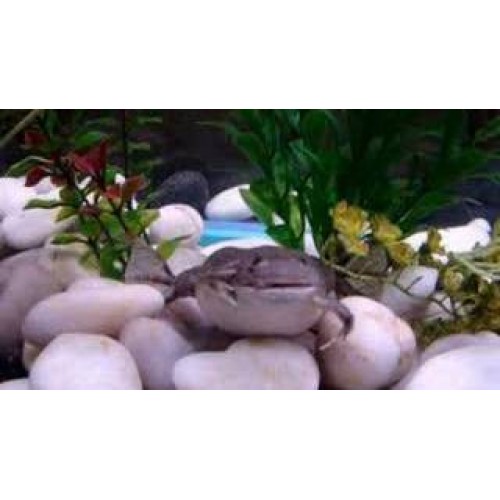 Kurbağa Green Akvaryum Kurbağası 1 Ad 2-5 Cm